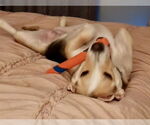 Small #6 Labrador Retriever Mix