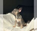 Small Photo #5 French Bulldog Puppy For Sale in HILLSBORO, OR, USA