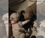 Small Photo #6 Goldendoodle Puppy For Sale in WICHITA, KS, USA