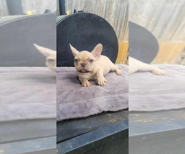 Medium Photo #1 French Bulldog Puppy For Sale in HOUSTON, TX, USA