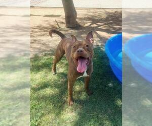 American Pit Bull Terrier Dogs for adoption in Riverside, CA, USA
