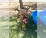 Small American Pit Bull Terrier