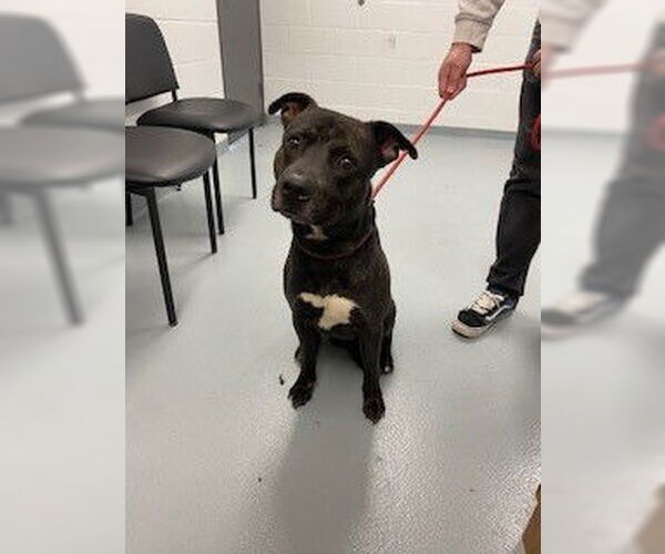 Medium Photo #1 Mutt Puppy For Sale in St. Cloud, FL, USA