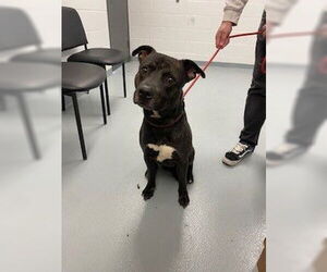 Mutt Dogs for adoption in St. Cloud, FL, USA