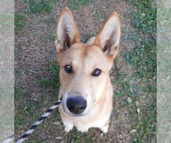 Medium Photo #3 Mutt Puppy For Sale in Rockaway, NJ, USA