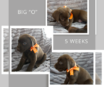 Small Photo #1 Labrador Retriever Puppy For Sale in DEMING, NM, USA