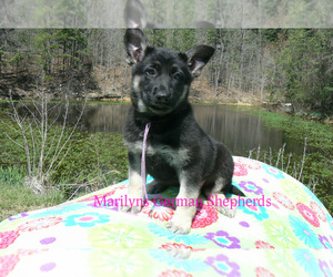 German Shepherd Dog Puppy for sale in PIEDMONT, MO, USA