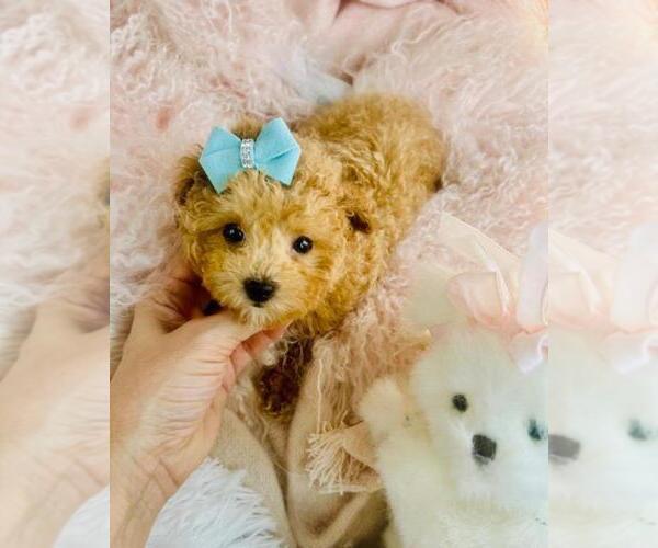 Medium Photo #2 Bichpoo Puppy For Sale in PEMBROKE PINES, FL, USA