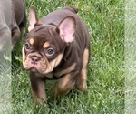 Small #3 French Bulldog