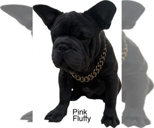 French Bulldog Puppy for sale in COLORADO SPRINGS, CO, USA