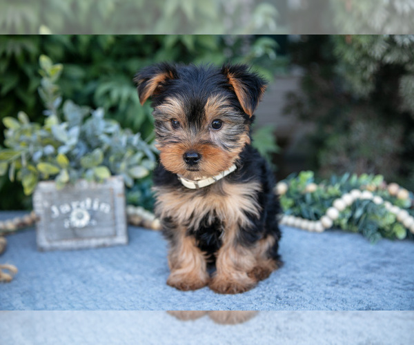 Medium Photo #1 Yorkshire Terrier Puppy For Sale in SALEM, IN, USA
