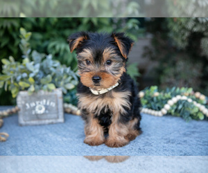 Medium Yorkshire Terrier