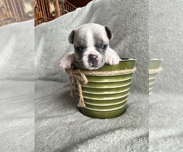 Medium Photo #2 French Bulldog Puppy For Sale in CROSWELL, MI, USA