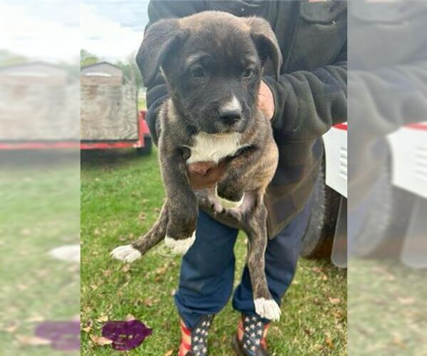 Medium Photo #1 German Shepherd Dog-Unknown Mix Puppy For Sale in Houston, TX, USA