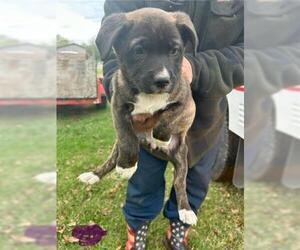 German Shepherd Dog-Unknown Mix Dogs for adoption in Houston, TX, USA