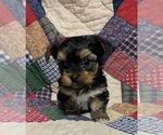 Small Photo #21 Yorkshire Terrier Puppy For Sale in JOHNSTON CITY, IL, USA