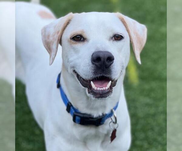Medium Photo #4 Lab-Pointer Puppy For Sale in San Diego, CA, USA
