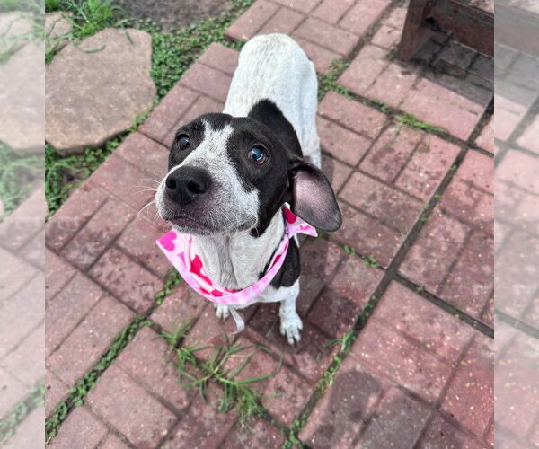 Medium Photo #3 American Pit Bull Terrier-Dachshund Mix Puppy For Sale in Lakewood, CO, USA