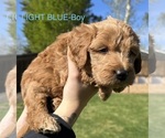 Small #1 Australian Labradoodle