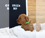 Small Photo #3 Goldendoodle (Miniature) Puppy For Sale in FARR WEST, UT, USA