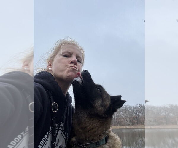 Medium Photo #2 Akita Puppy For Sale in Foristell, MO, USA