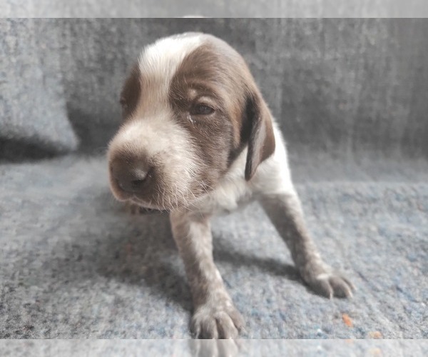 Medium Photo #1 German Shorthaired Pointer Puppy For Sale in WEST GLOVER, VT, USA