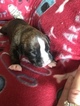 Small Photo #2 Boxer Puppy For Sale in ELKHART, IN, USA