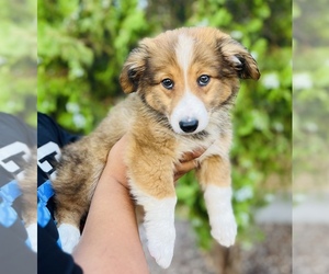 Aussie-Corgi Puppy for sale in COOLIDGE, AZ, USA