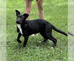Small #1 Mutt