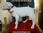 Small Photo #291 Dogo Argentino Puppy For Sale in JANE, MO, USA