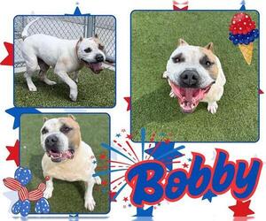 American Pit Bull Terrier Dogs for adoption in Pearland, TX, USA