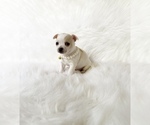Small #2 Chihuahua