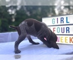Small Photo #6 German Shorthaired Pointer Puppy For Sale in CORBIN, KY, USA