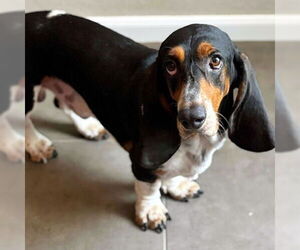 Basset Hound Dogs for adoption in Deepwater, NJ, USA