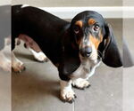 Small Basset Hound