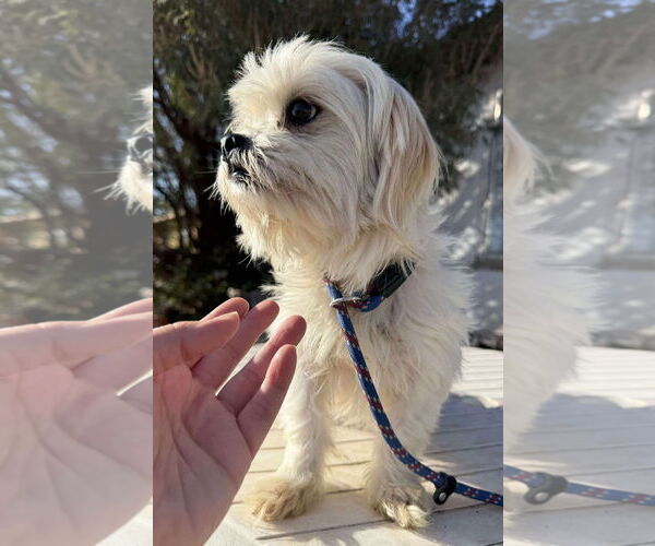 Medium Photo #5 Maltese-Unknown Mix Puppy For Sale in Grafton, WI, USA