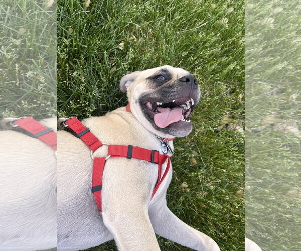 Medium Photo #3 Puggle Puppy For Sale in St. Louis Park, MN, USA
