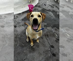 Great Dane-Labrador Retriever Mix Dogs for adoption in Tampa, FL, USA