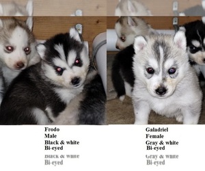 Siberian Husky Puppy for sale in KENNEWICK, WA, USA