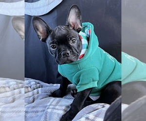 Faux Frenchbo Bulldog Puppy for sale in NEW MEADOWS, ID, USA