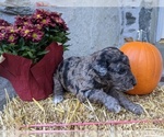 Small Photo #5 Bordoodle-Poodle (Standard) Mix Puppy For Sale in HUNTINGDON VALLEY, PA, USA