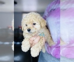 Small Photo #12 Maltipoo Puppy For Sale in SAN BERNARDINO, CA, USA