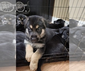 German Shepherd Dog Puppy for sale in BOWLING GREEN, KY, USA