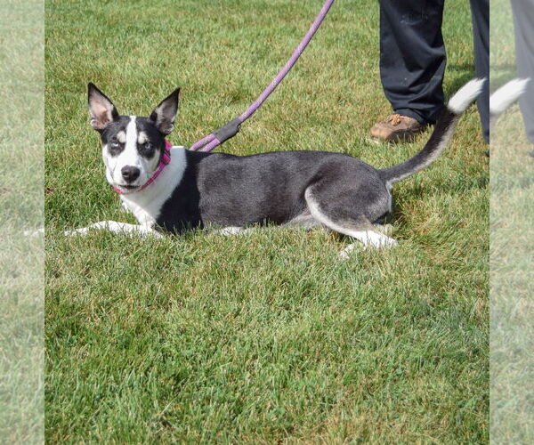 Medium Photo #4 German Shepherd Dog-Huskies  Mix Puppy For Sale in Huntley, IL, USA