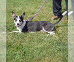 Small #3 German Shepherd Dog-Huskies  Mix