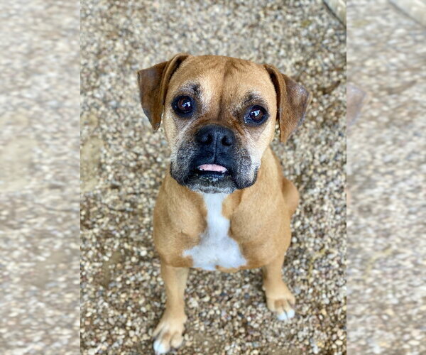 Medium Photo #3 Boxer Puppy For Sale in Austin, TX, USA