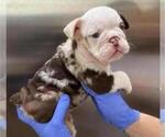Small Photo #1 English Bulldog Puppy For Sale in NASHVILLE, TN, USA