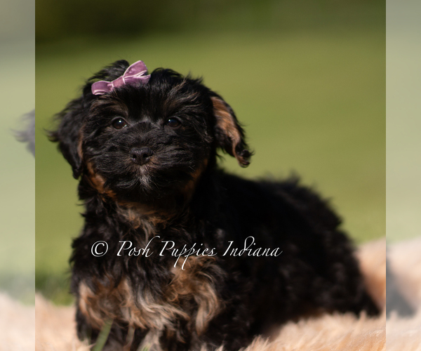 Medium Photo #5 Yorkipoo Puppy For Sale in WARSAW, IN, USA