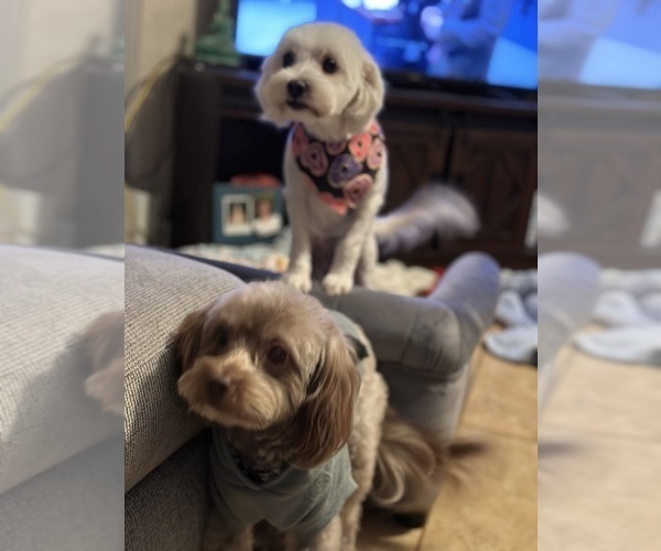 Medium Photo #1 Maltipoo Puppy For Sale in RICHWOOD, LA, USA