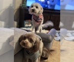 Small Photo #1 Maltipoo Puppy For Sale in RICHWOOD, LA, USA